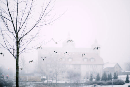 Wild ducks flying 2