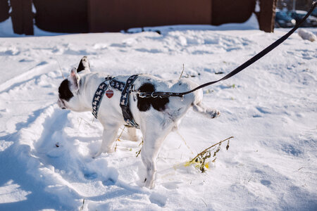 A dog peeing in snow