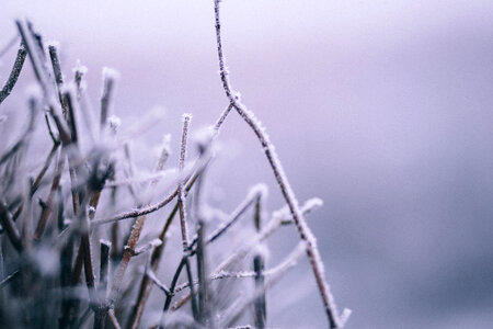 Winter frost 5 photo