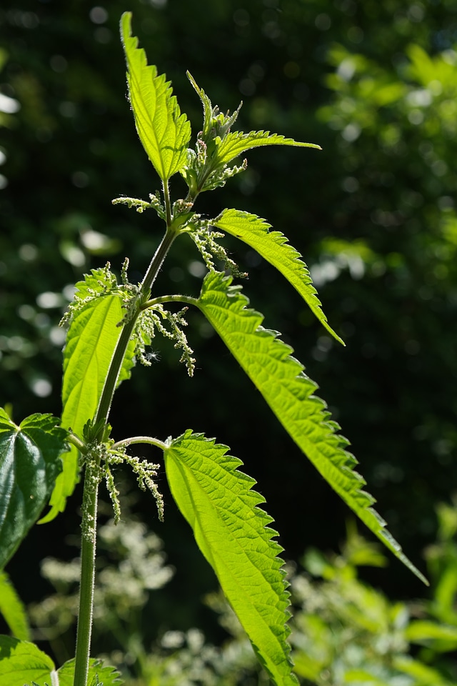 Shine through shades of green shining