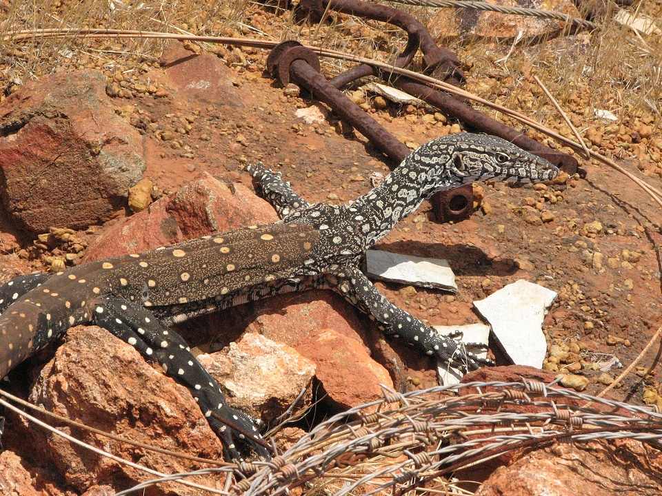 Animal wildlife wild