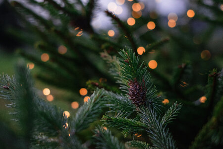 Christmas lights on spruce photo