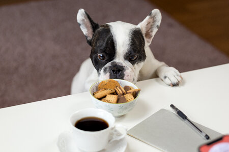 A dog trying to steal cookies photo