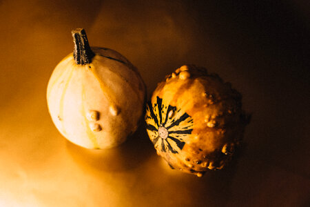 Halloween mini pumpkins 2 photo