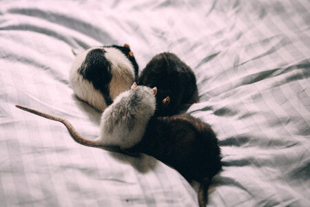 Four rats in bed sheets photo