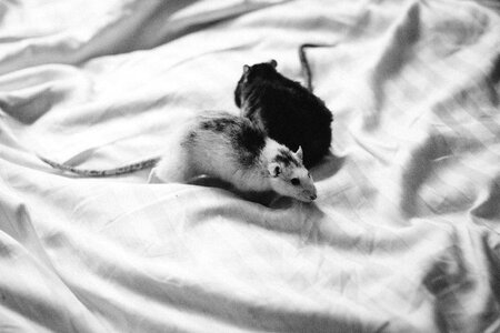Two rats in bed sheets photo