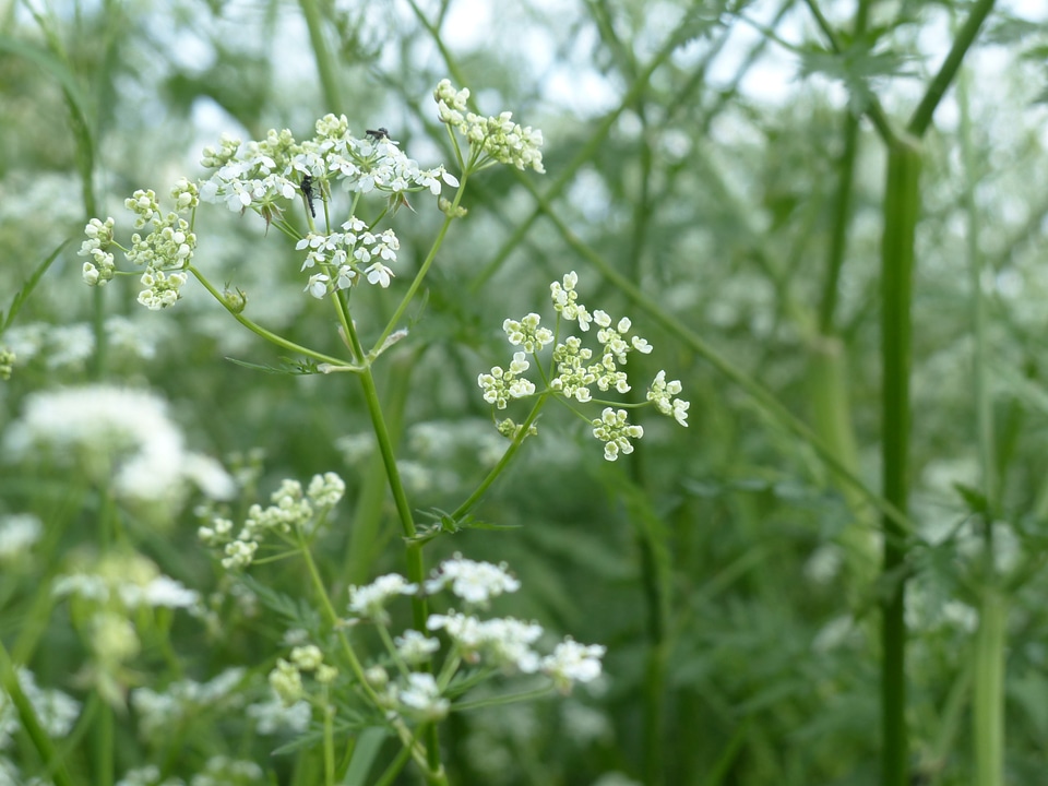 White meadow wild temulum