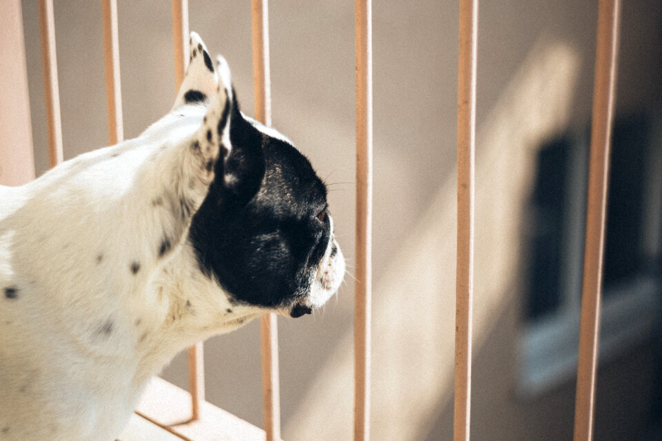 French bulldog on a balcony