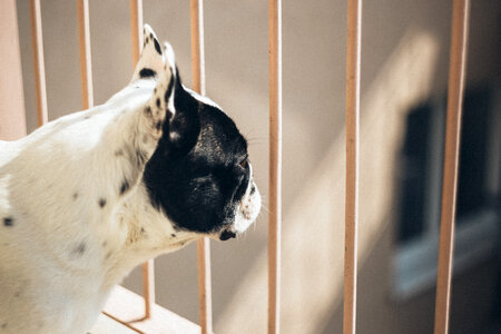 French bulldog on a balcony photo