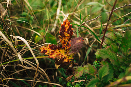 Colorful autumn leaf photo
