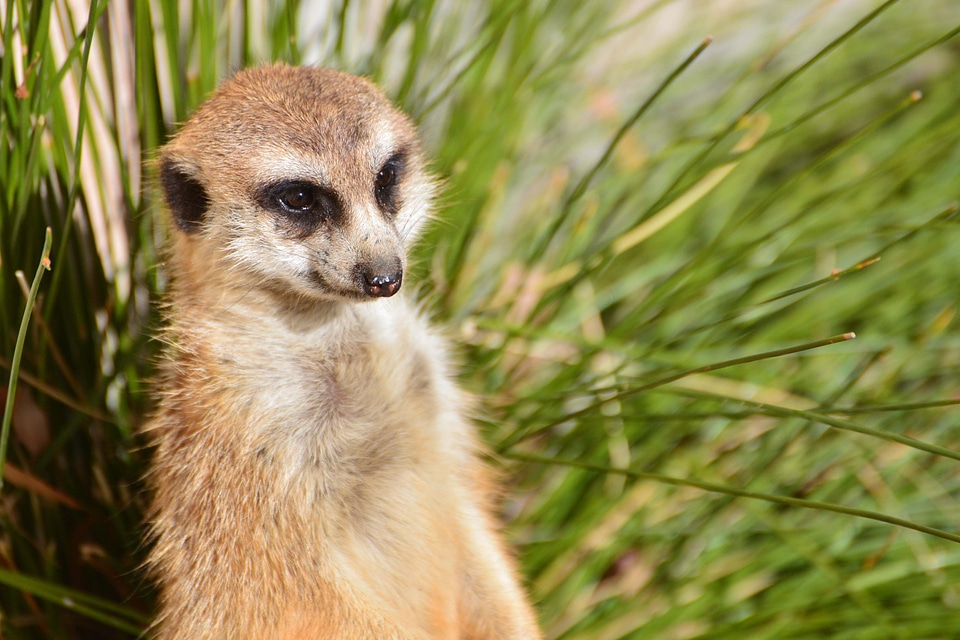 Australia animal wildlife photo