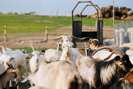 Goat farm photo