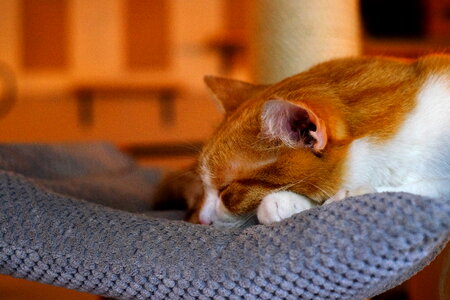 Sleeping cat photo