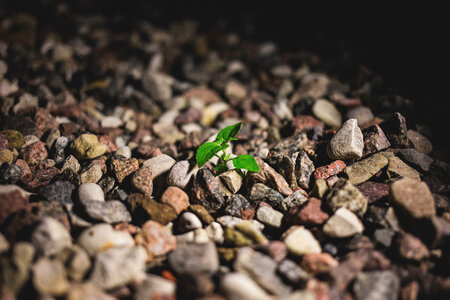 Plant growing between the rocks 2 photo