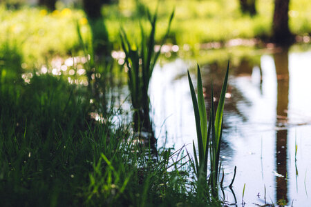 Grass at the pond photo