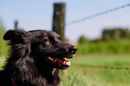 Profile of a dog photo