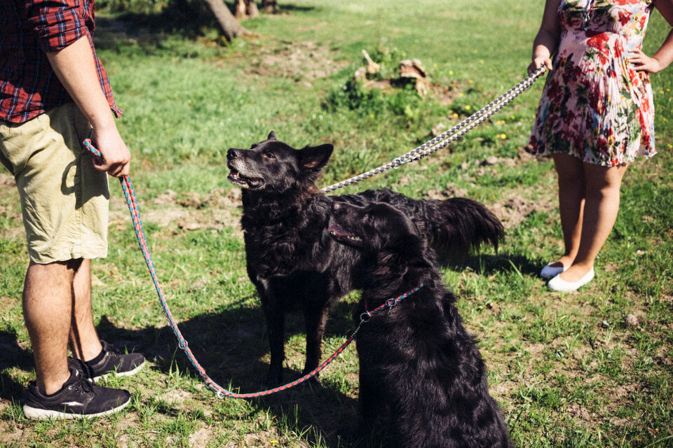 A couple with two dogs photo