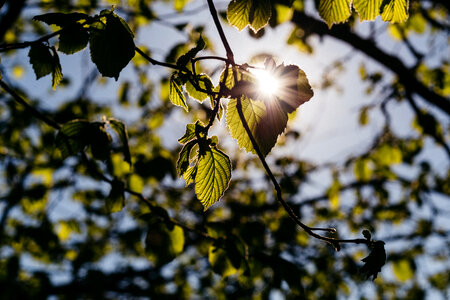 Sun rays through hazel leaves photo