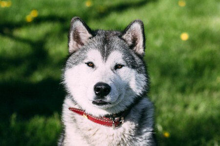 Young Husky photo