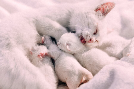 Mother cat caressing kittens photo