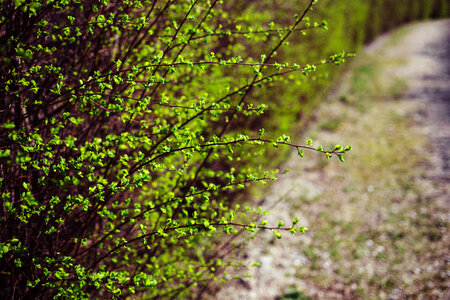 Green hedge photo