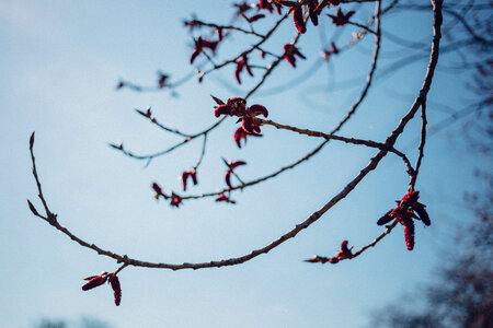 Black poplar flowers photo
