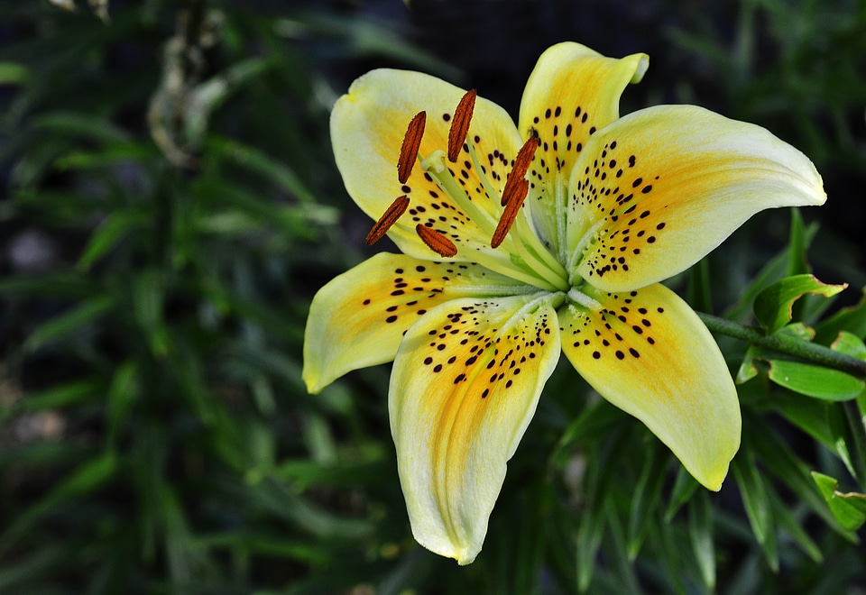 Plant floral natural