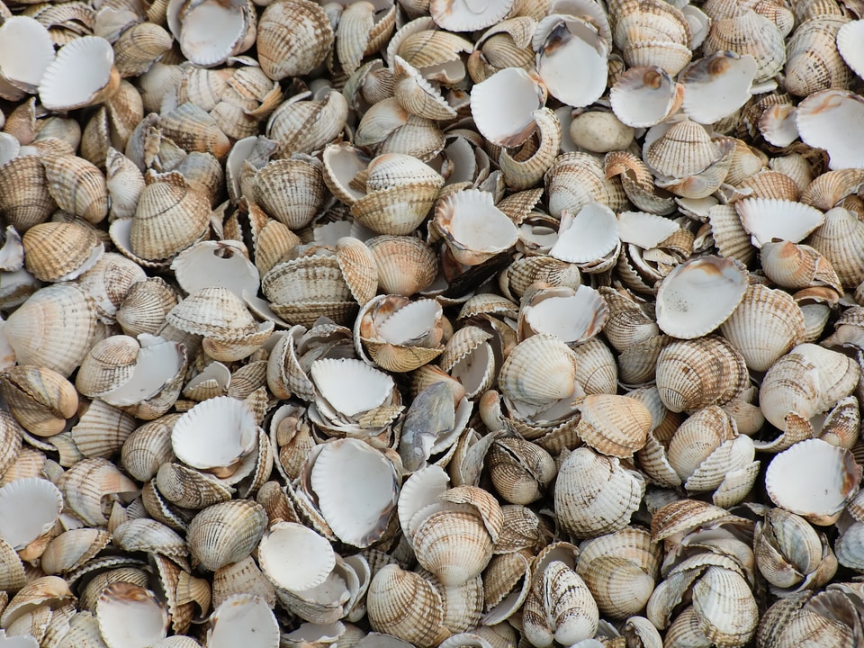 Shellfish sea molluscs