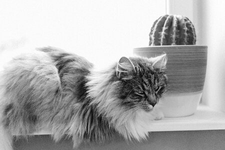 Cat and cactus 2 photo