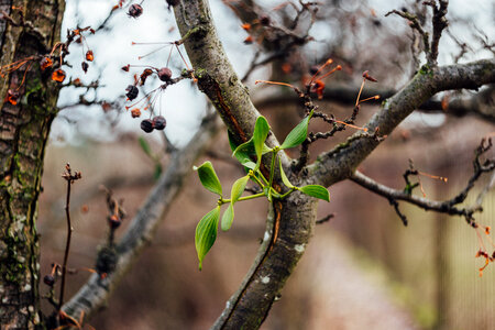 Spring mistletoe photo