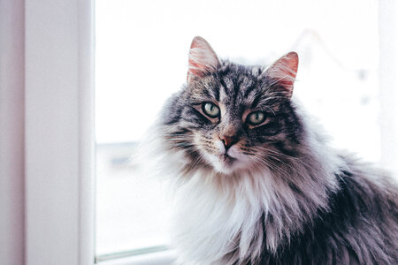 A cat sitting on a windowsill photo