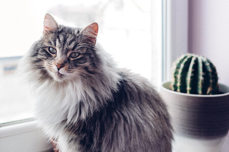 Cat and cactus photo