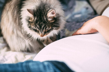 Pregnant woman’s belly and a cat photo