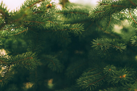 Spruce close-up 2 photo