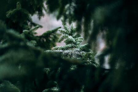 Frosted spruce photo