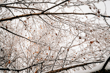 Snow on tree branches photo