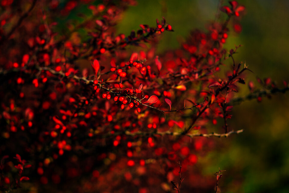 Autumn barberry 3