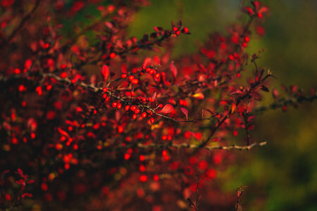 Autumn barberry 3 photo