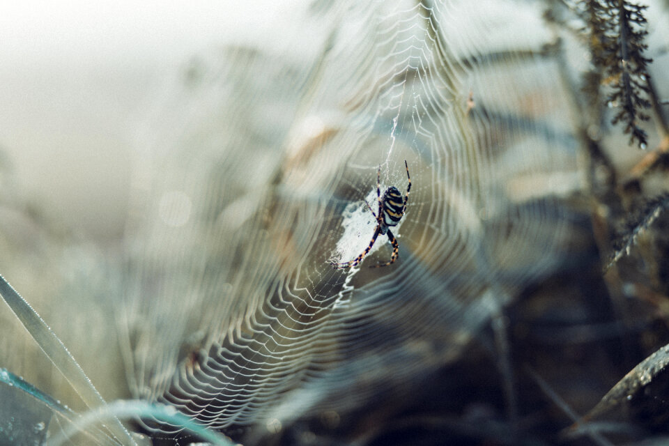 Spider on its web 3