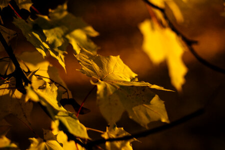 Autumn maple tree 2 photo