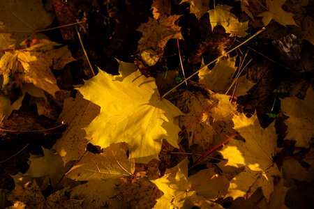 Autumn leaves 4 photo