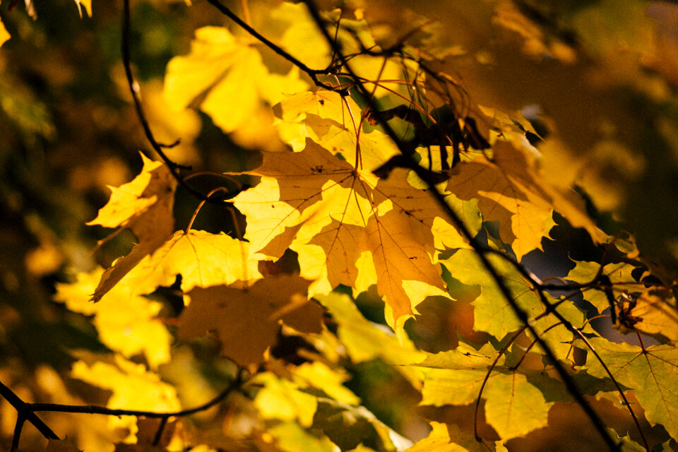 Autumn maple tree photo