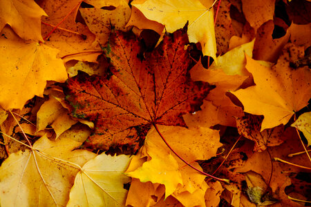 Autumn leaves 3 photo
