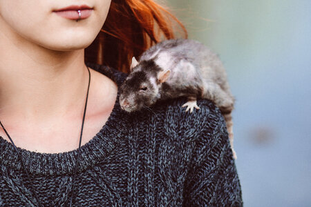 Old rat on a shoulder photo