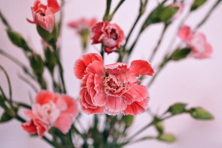 Carnations photo