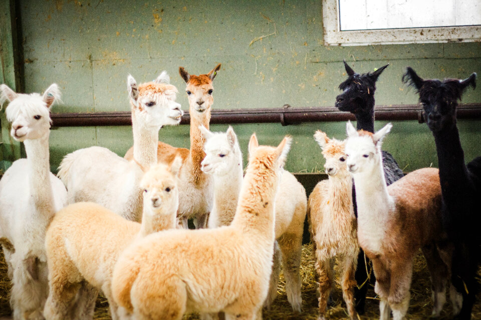 Alpacas