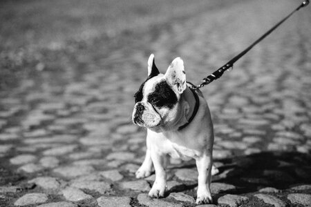 Dog on the leash photo
