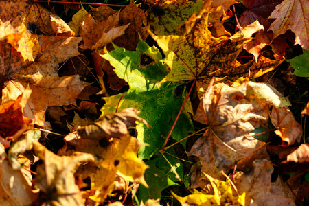 Autumn leaves 2 photo