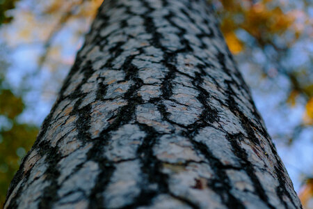 Colorful tree trunk photo