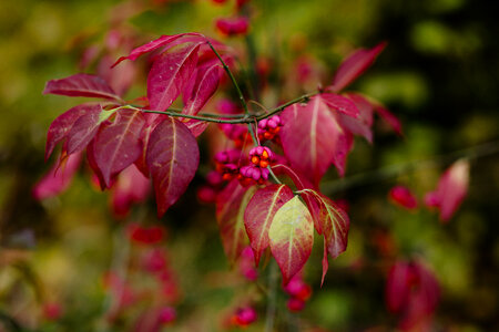 Red spindle tree photo